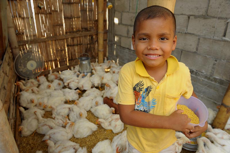 A boy stands in a chicken coop