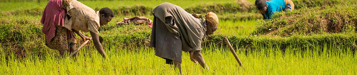 women working in a field