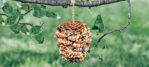 a pine cone bird feeder hanging from a tree