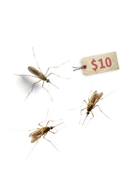 mosquito-nets-255x360.jpg