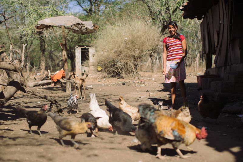 A girl stands outside and feeds chickens