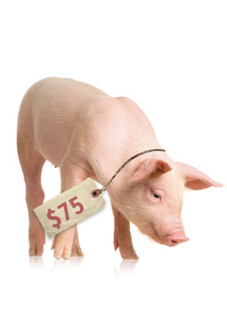 pigs-255x360.jpg