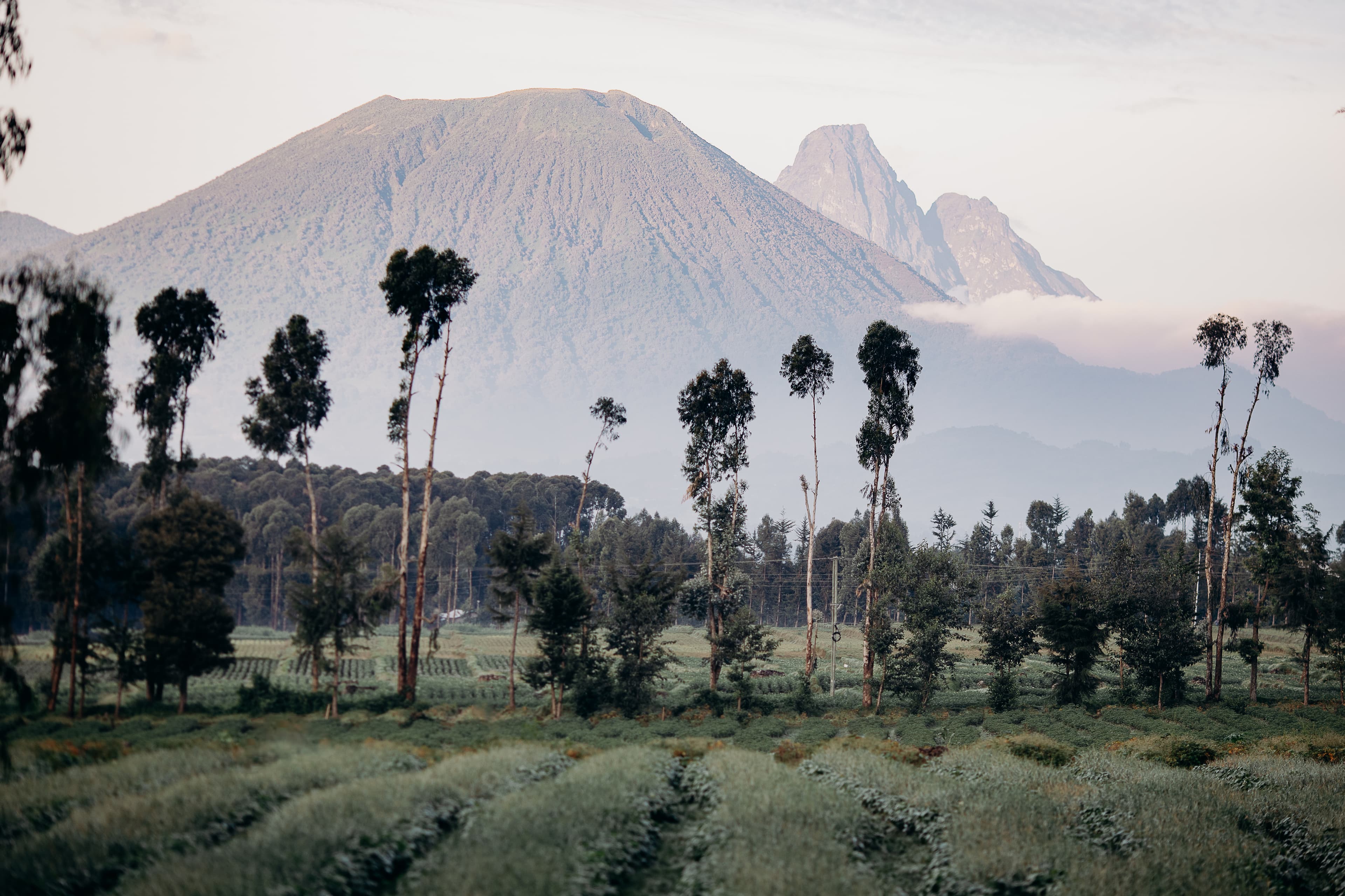 A lush green landscape featuring tall trees in the foreground with high mountains in the background.