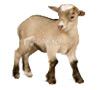 goats-105x90.jpg