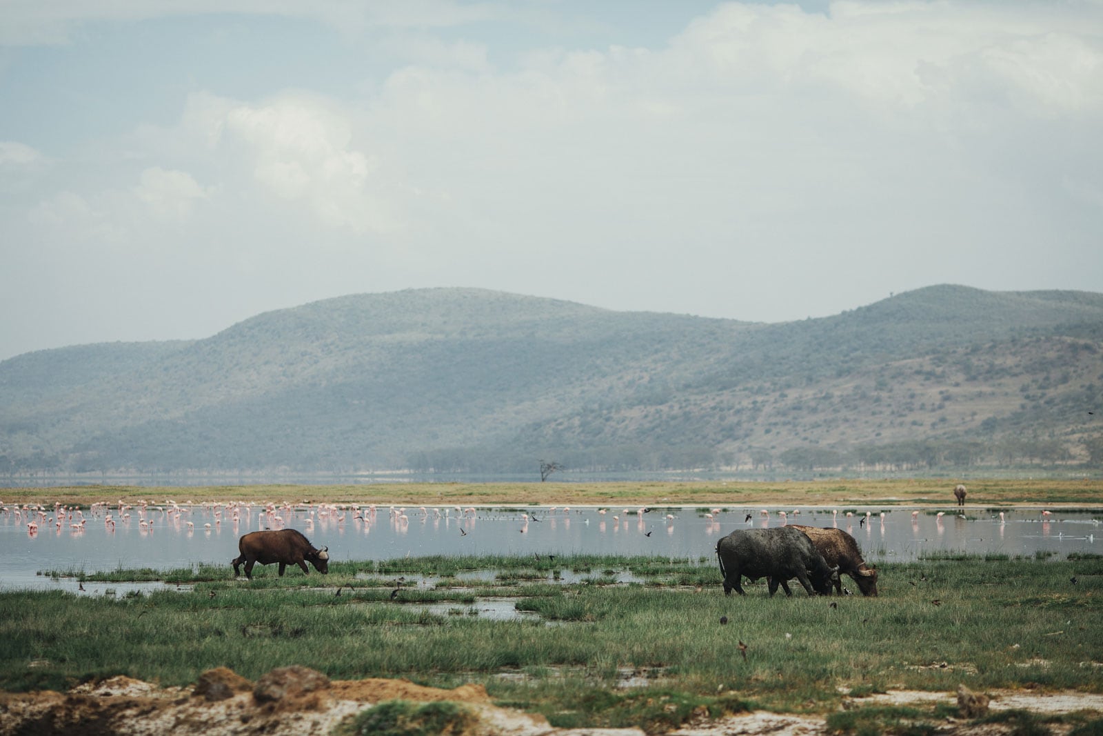 Landscape and animal scenes on safari in Lake Nakuru National Park, Kenya