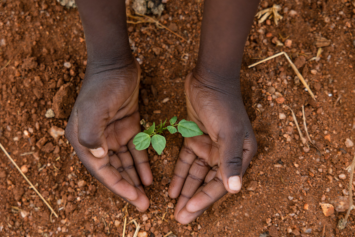 hands hold a small plant in the dirt