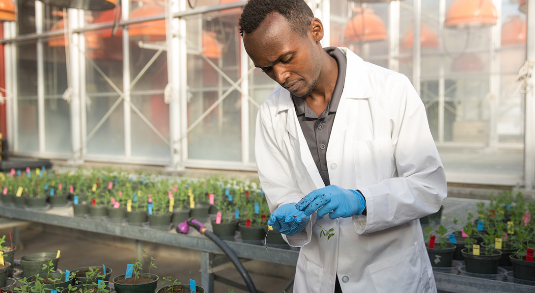 Collins performs research in a greenhouse