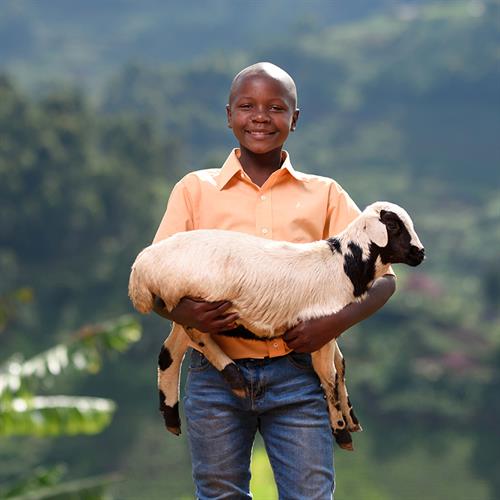 a boy holds a goat