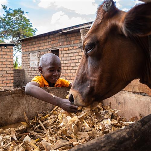 Child feedinga cow hay