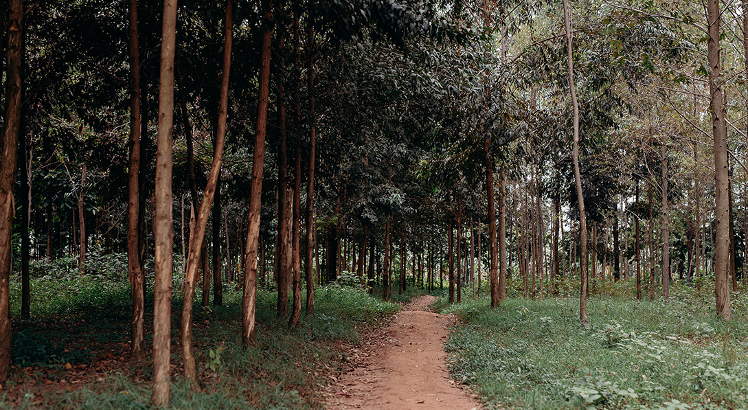 The dense trees and bushes where Rwanda's Tutsi people hid to survive.