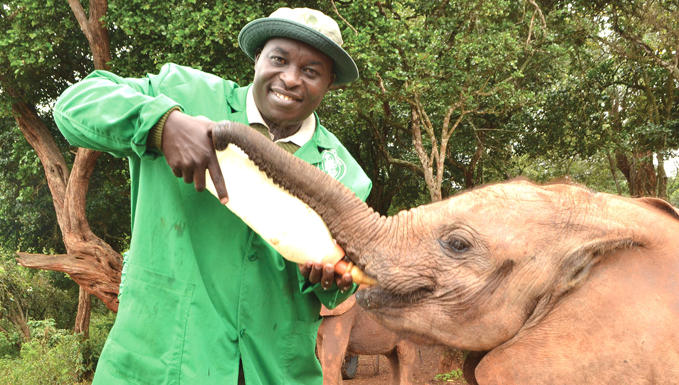 Edwin feeds an elephant calf milk