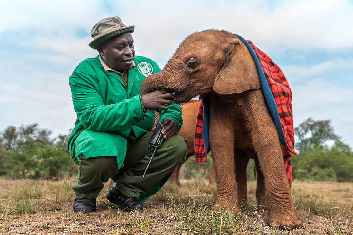 Edwin is the head keeper and project manager at the world-renowned David Sheldrick Wildlife Trust Nairobi Nursery for Orphans