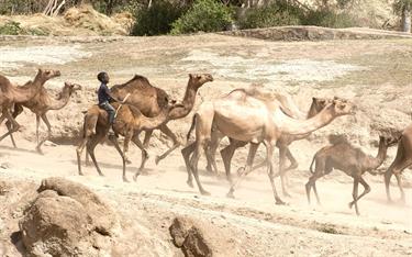 A boy in Ethiopia rides on a camel