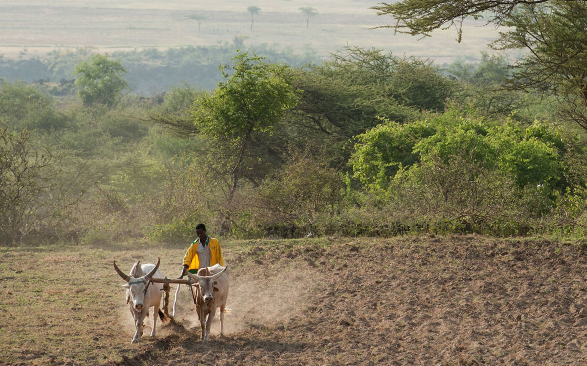 A young man walks with oxen through a dry field