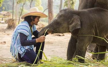  Somporn feeds an elephant in Thailand.