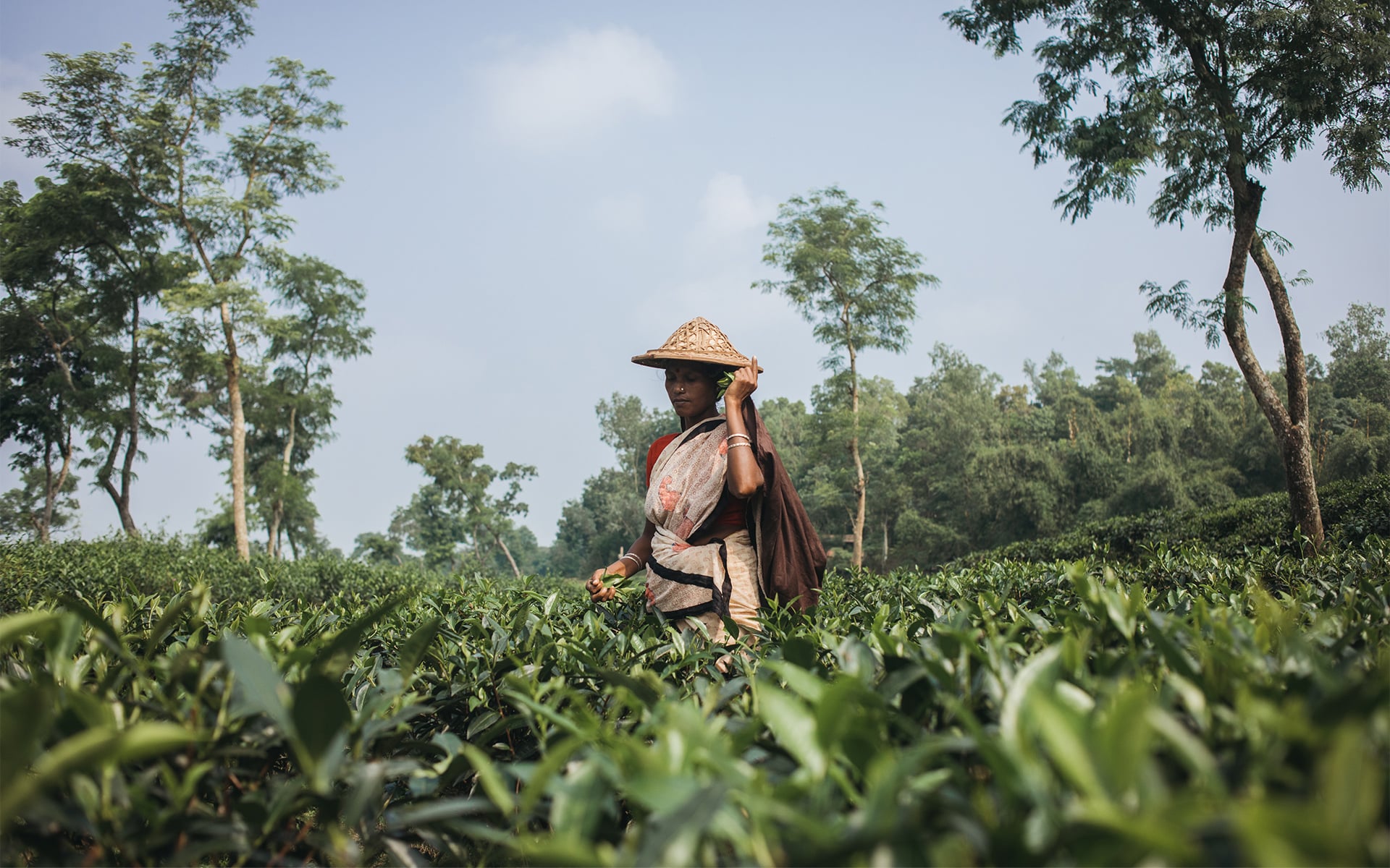 Dipty picks tea leaves in Bangladesh