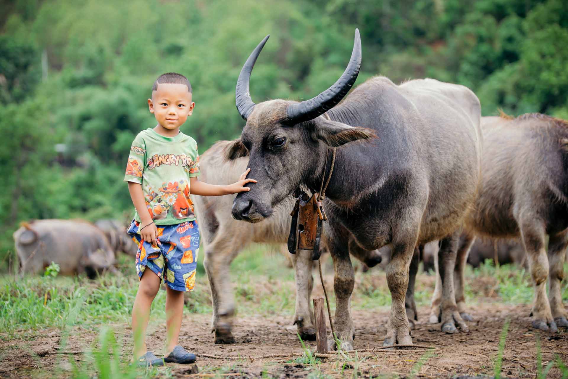 A boy stands with livestock