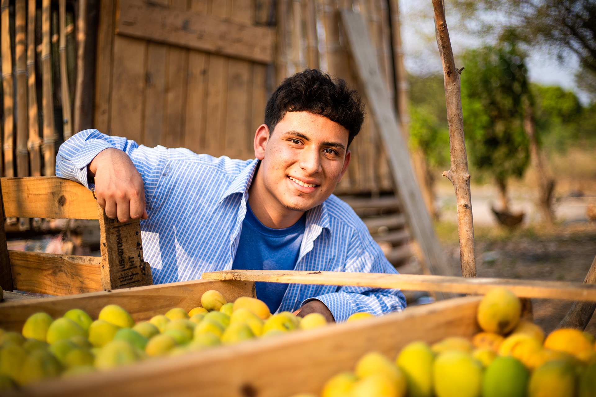 Israel sells his family's mangoes