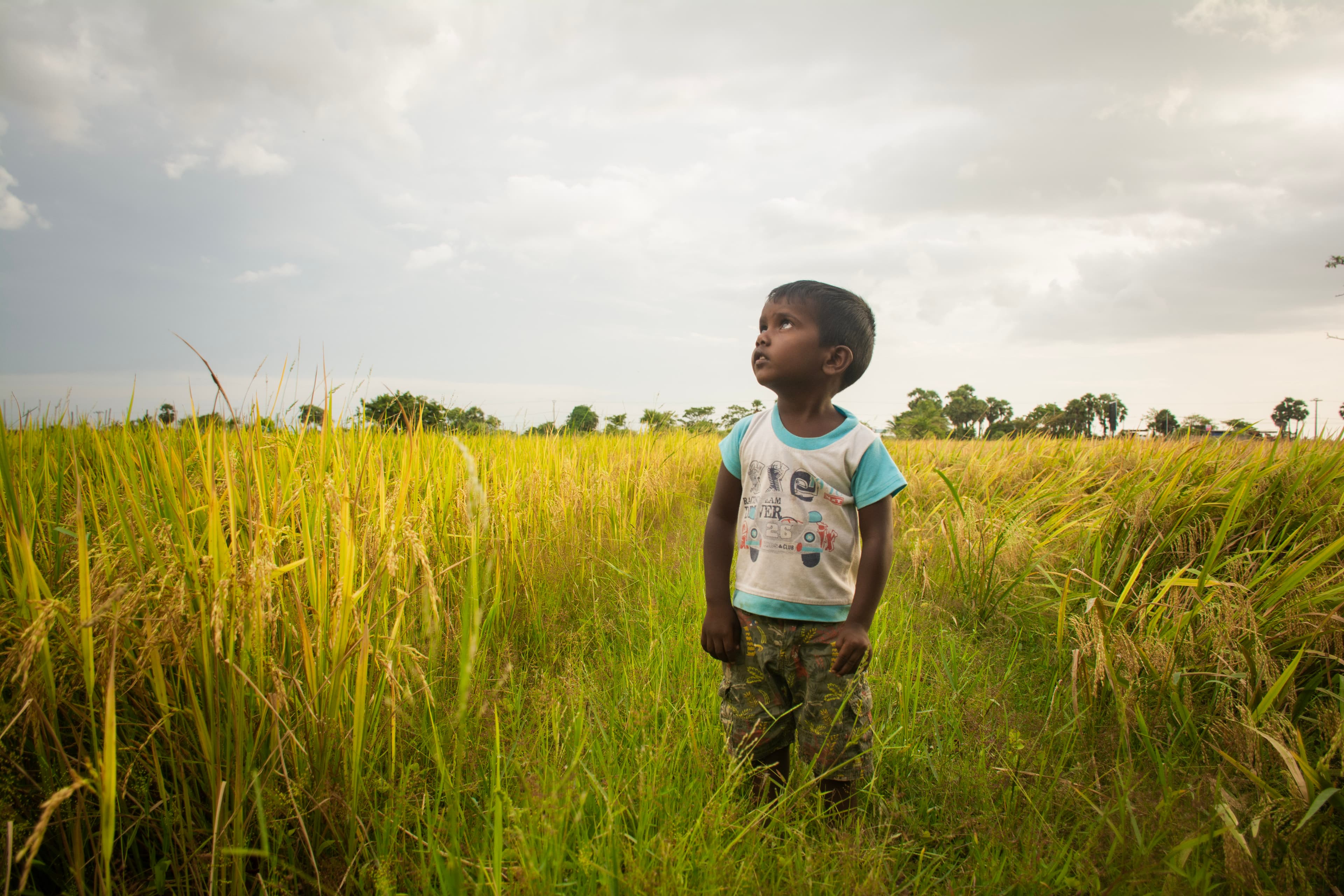A young boy stands in a field and looks up to the sky.