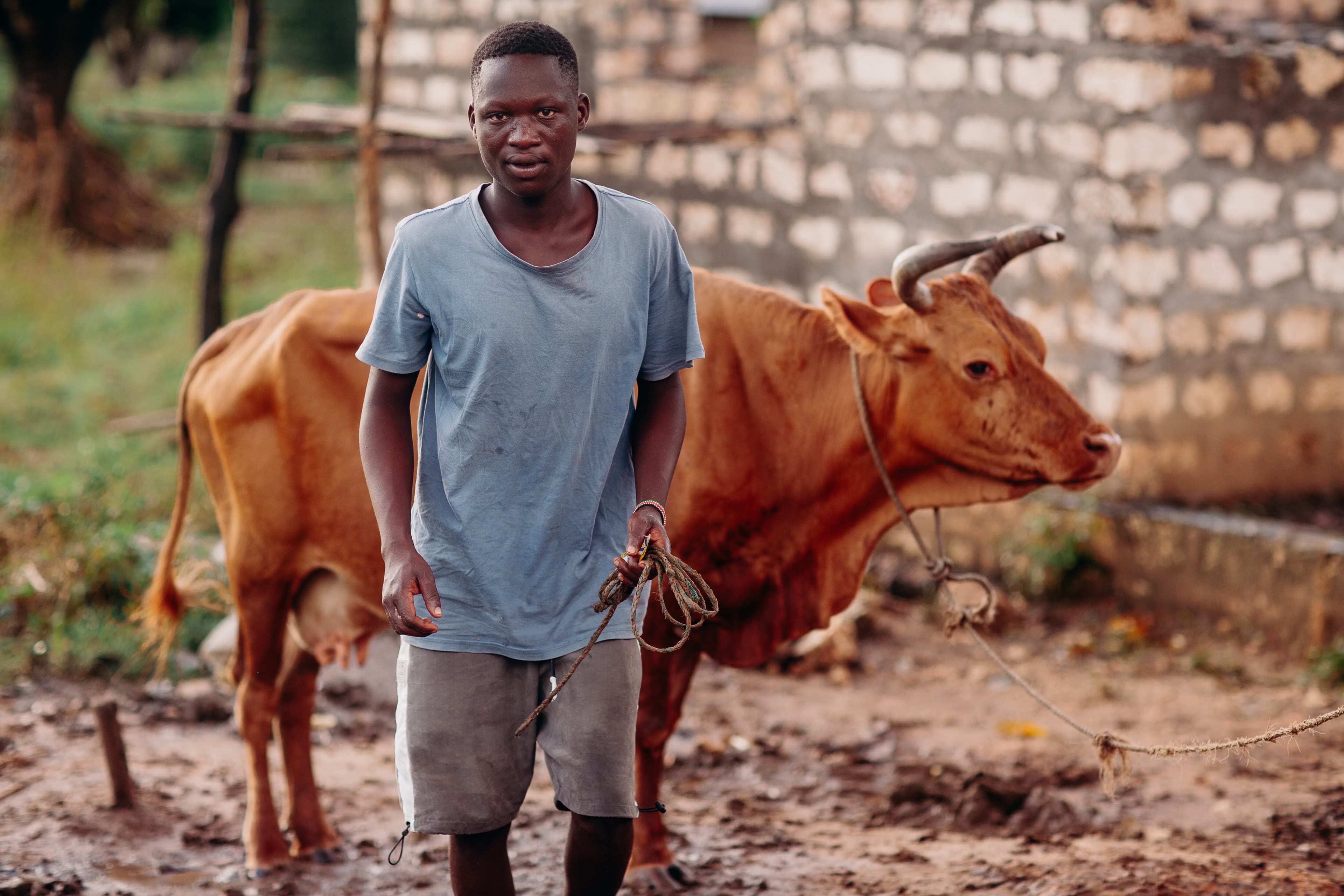 A teen Kenyan boy wearing a blue shirt holds a rope tied to a cow and looks at the camera.