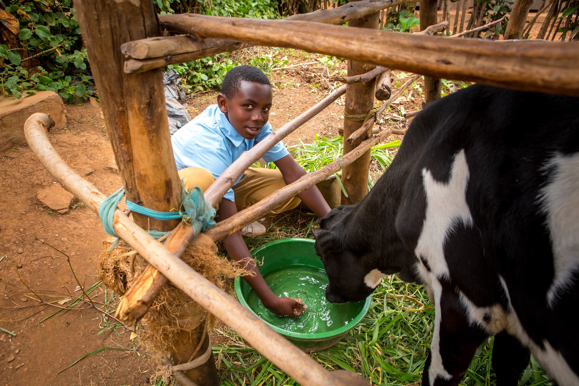 A young boy is leaning down offering a tub of water for his family’s cow to drink.