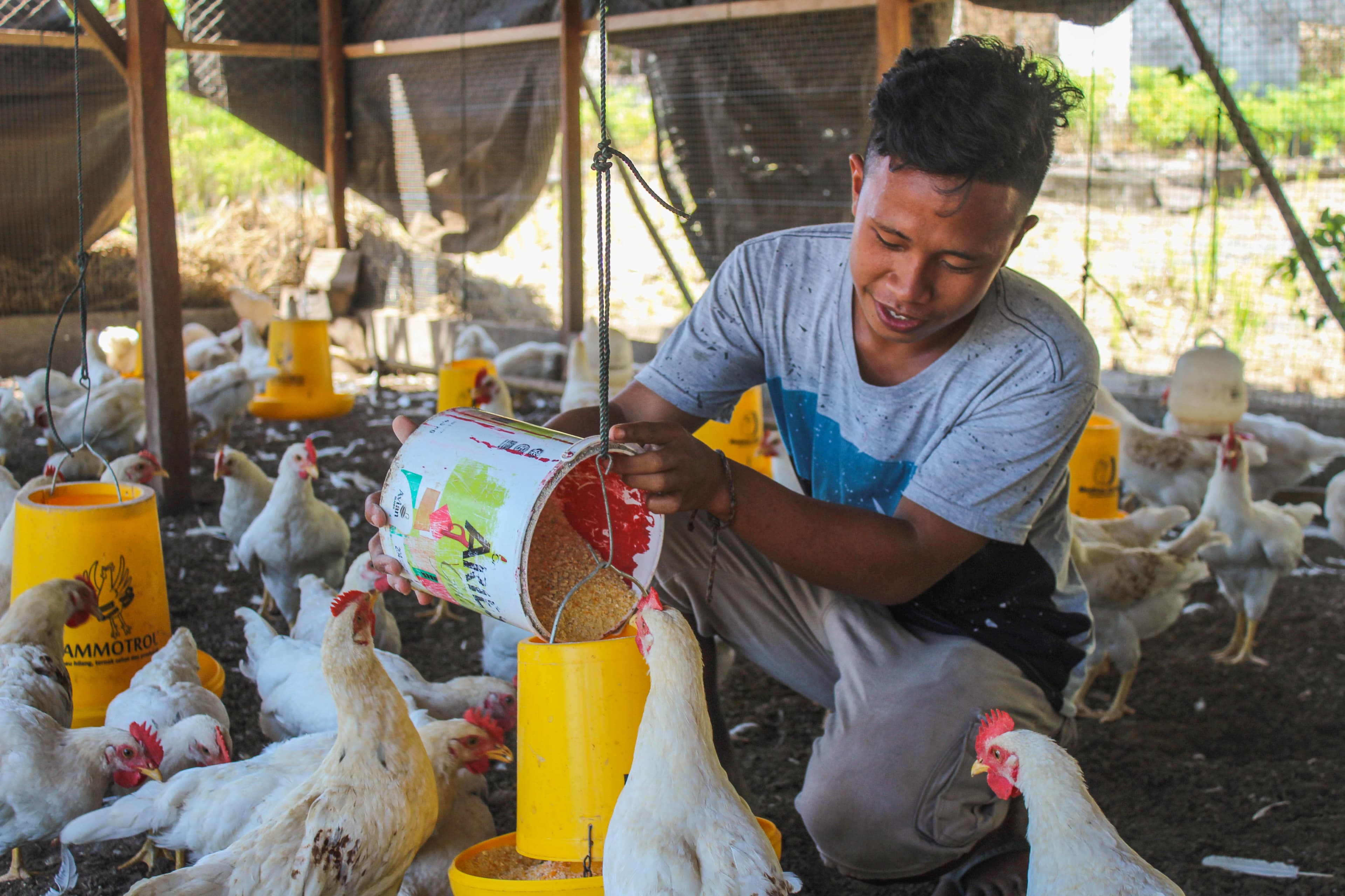 A young man is in the chicken coop feeding his chickens.