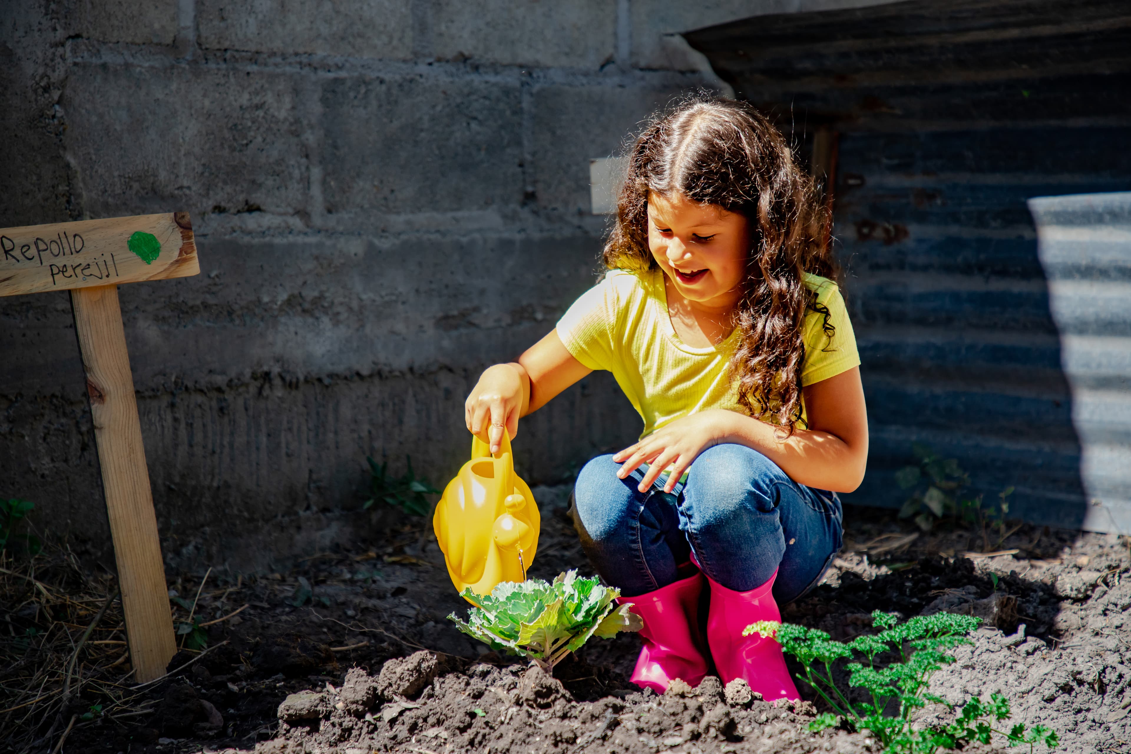 A young girl is using a watering can to water a cabbage plant that she planted in her backyard.