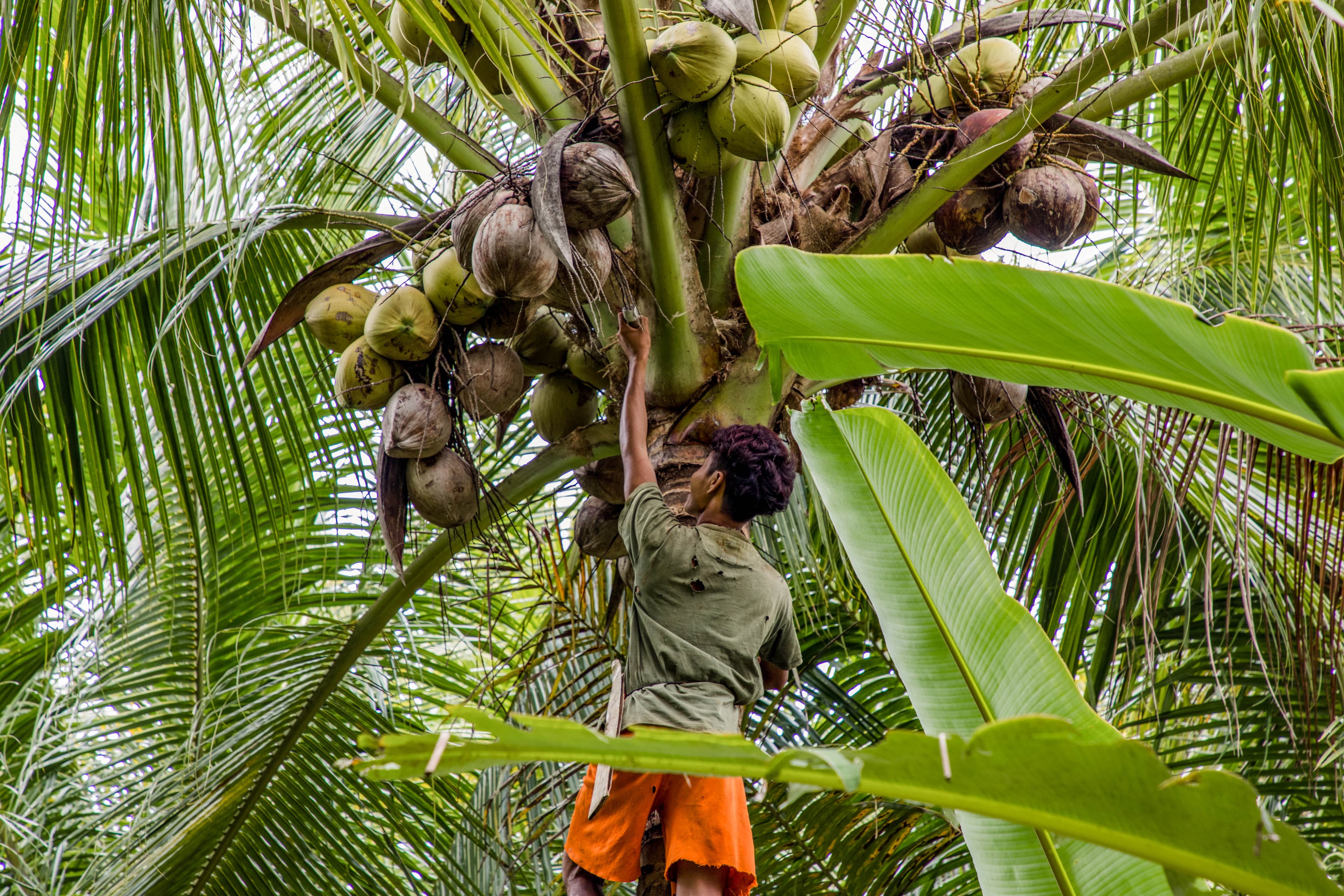 A teen Indonesian boy gathers coconuts from a tall tree.