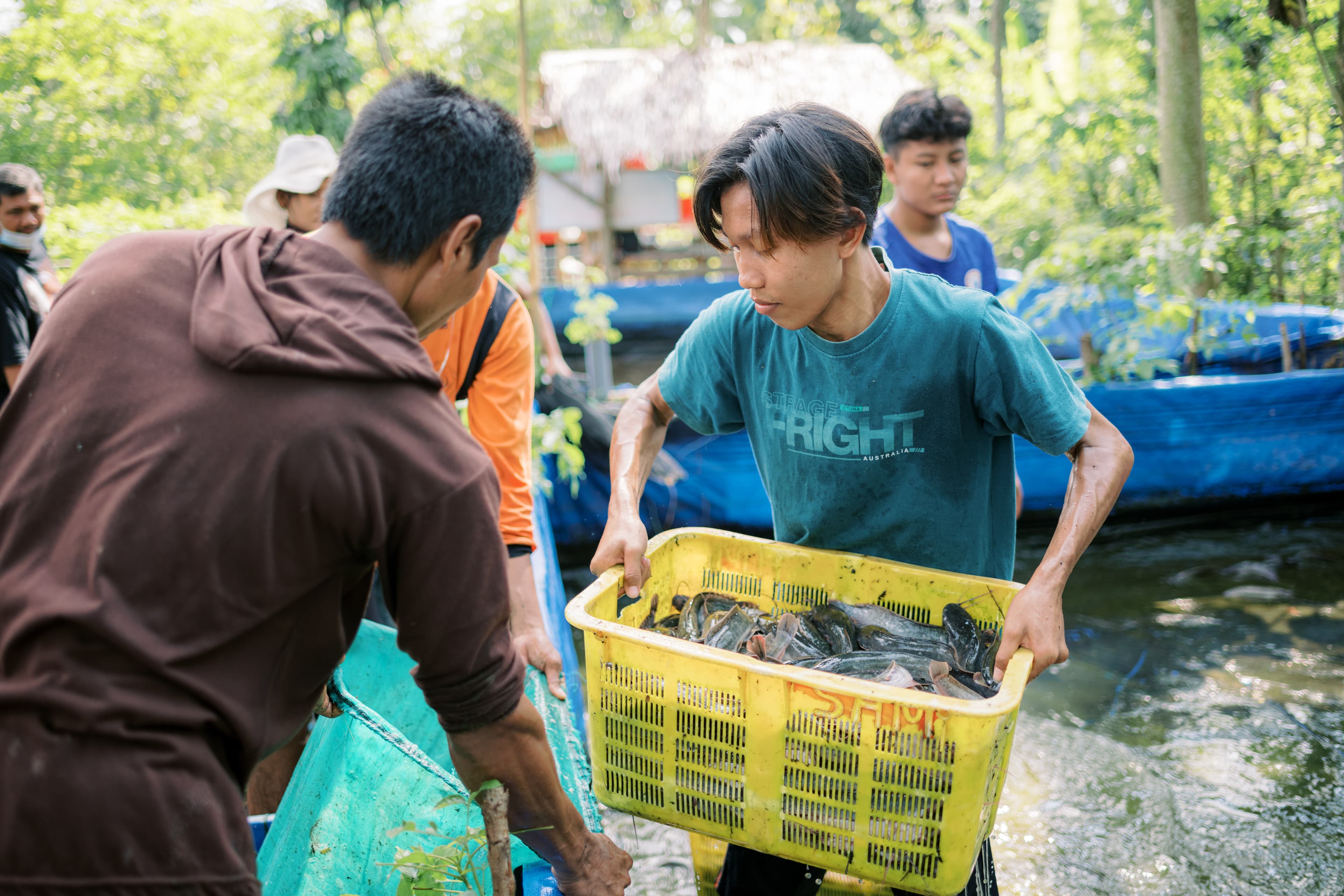 A man is lifting a yellow basket full of catfish onto a scale to be weighed.