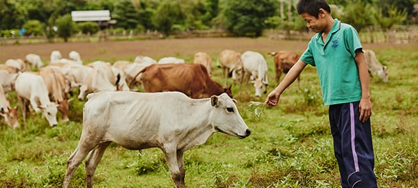 A young man feeds cattle